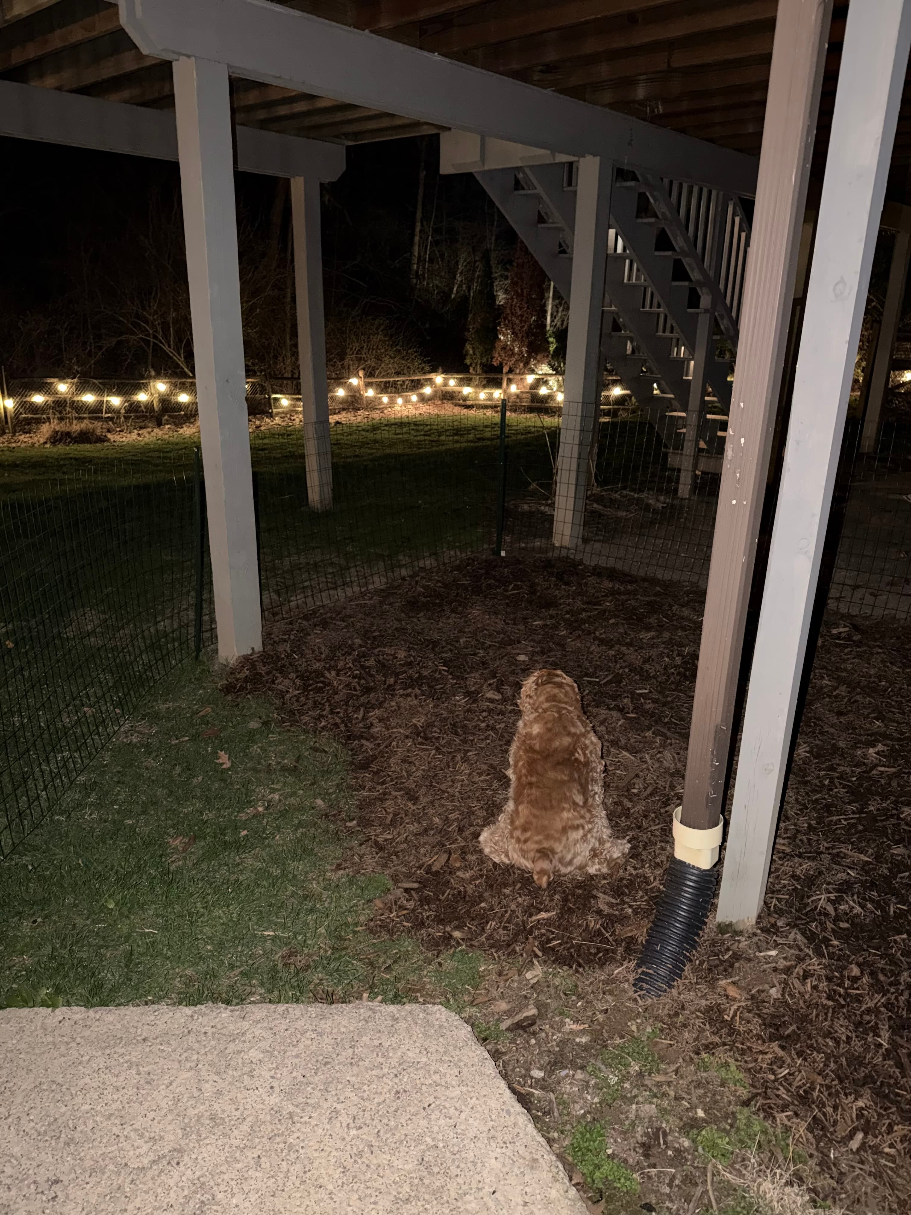 The Christening: Became the first dog to use the brand new toilet zone. Made some beautiful history.