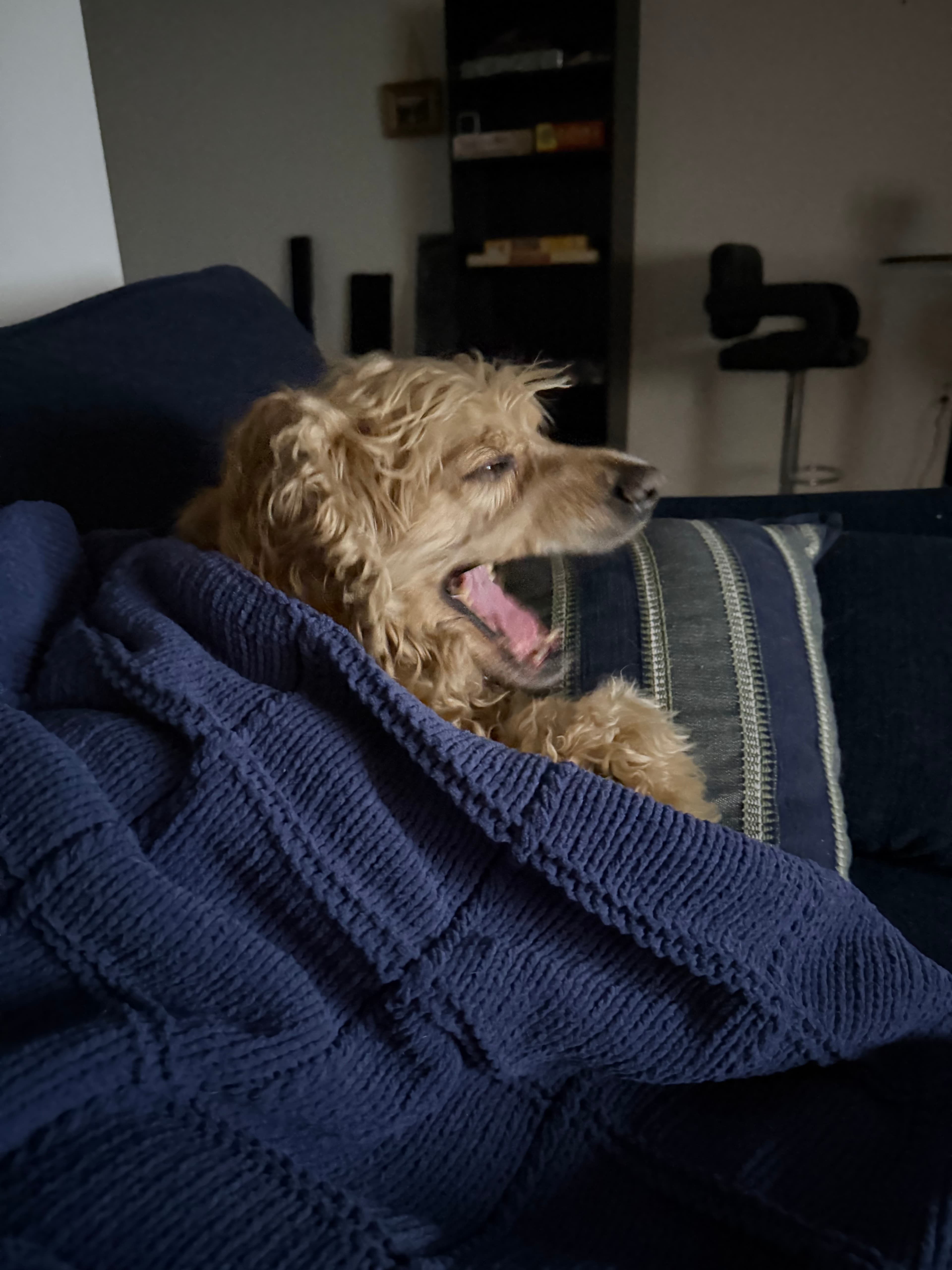 Wide Awake: Despite the rumors, I'm not at all sleepy. You see, sleep is for the weak.